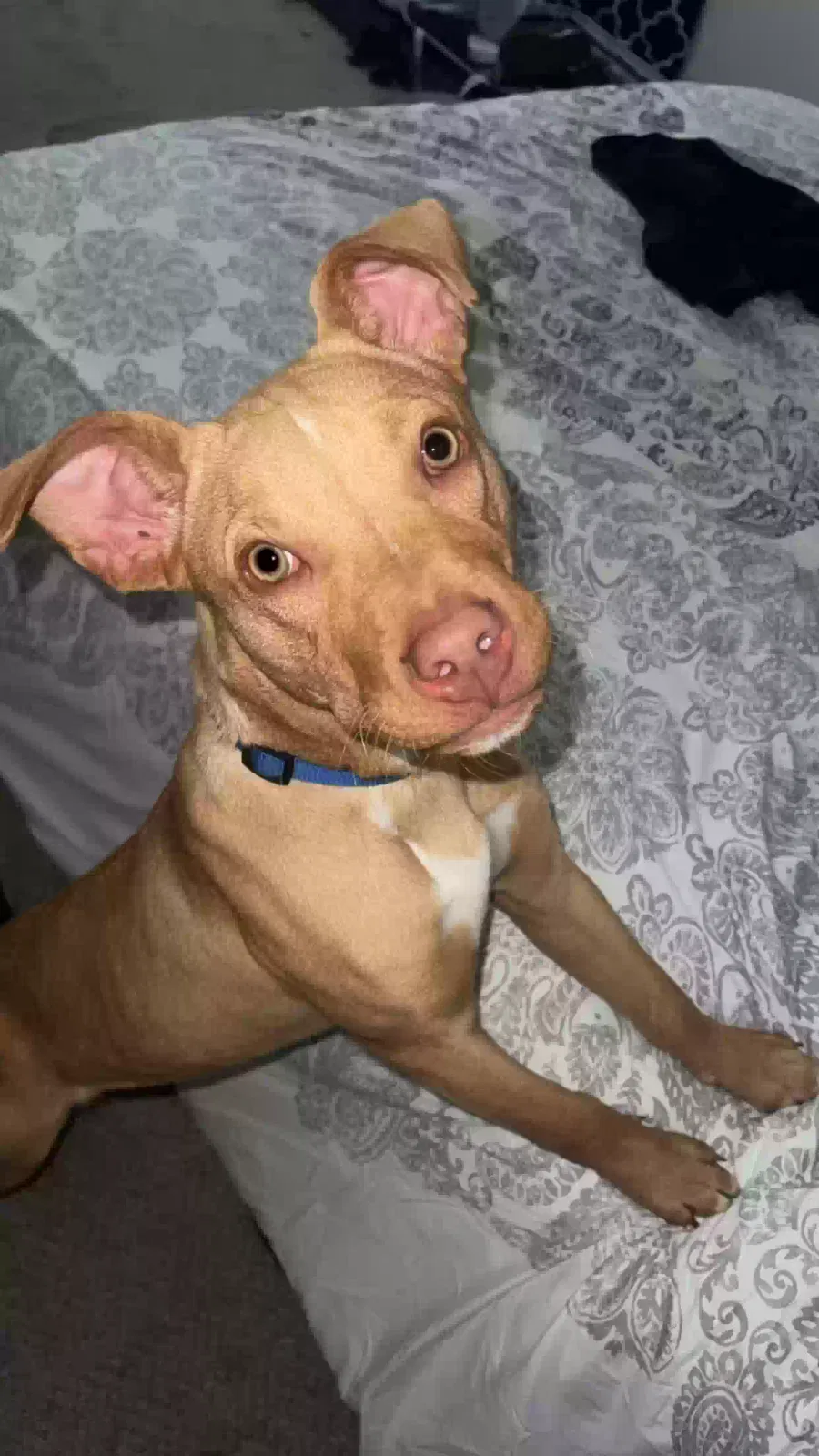 Found dog in Memphis, TN, 38128