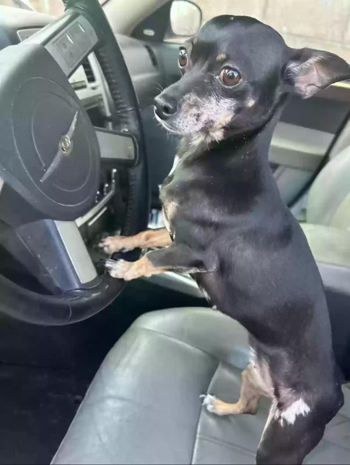 Lost dog in Henderson, NV, 89015