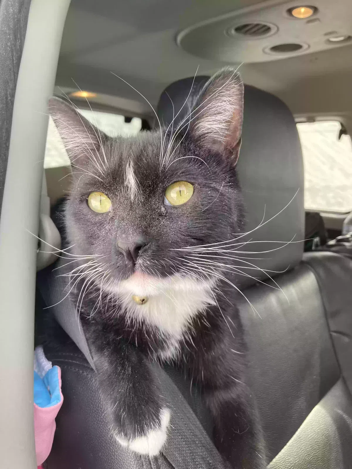 Lost cat in Arvada, CO, 80005