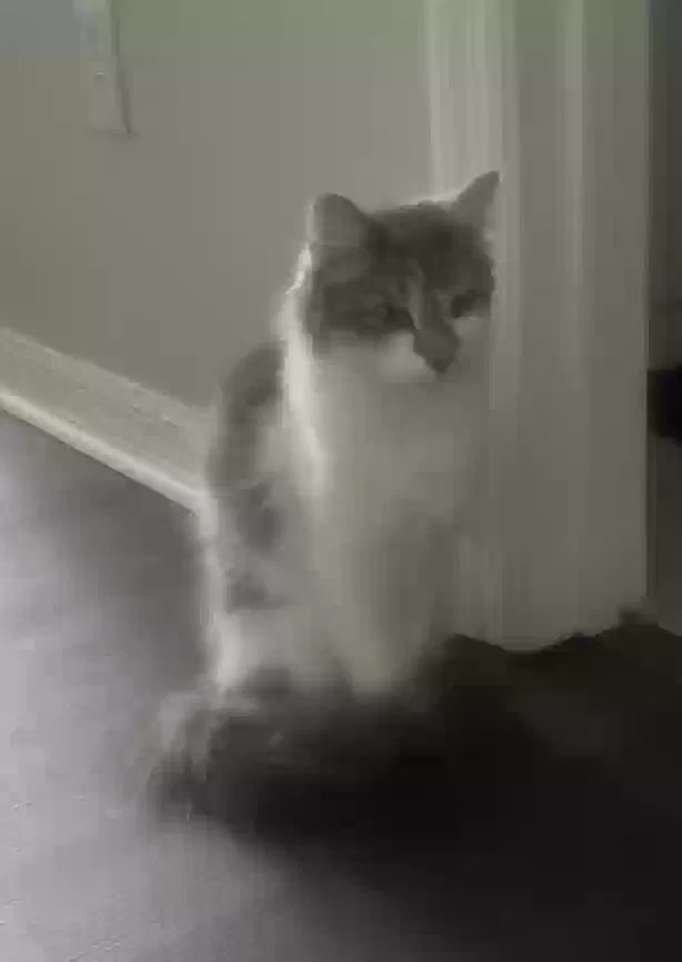 Lost cat in Wesley Chapel, FL, 33543