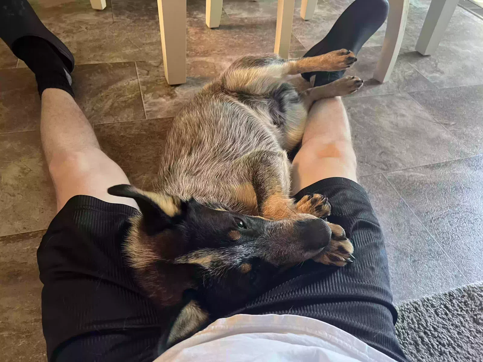 Lost dog in Troutdale, OR, 97060