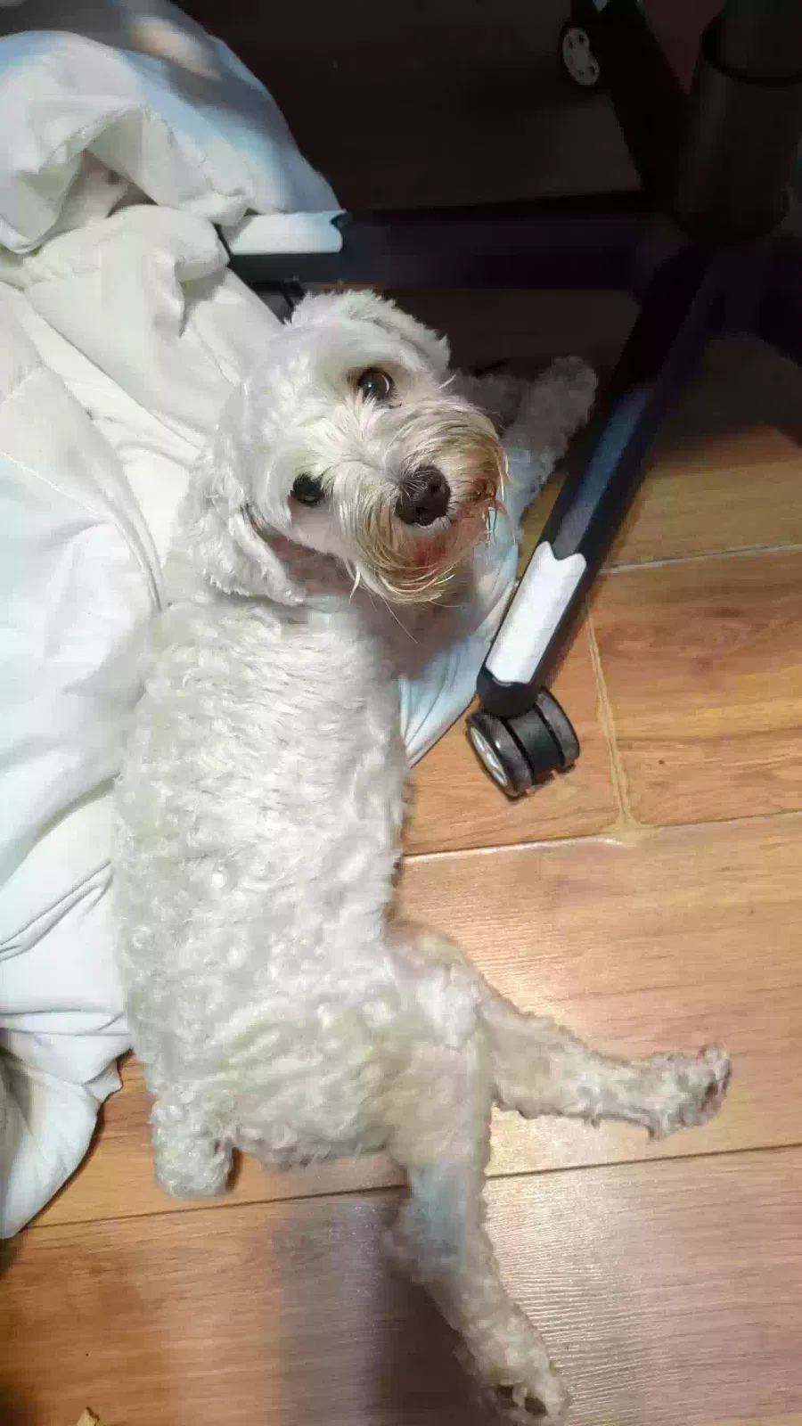 Lost dog in Houston, TX, 77032