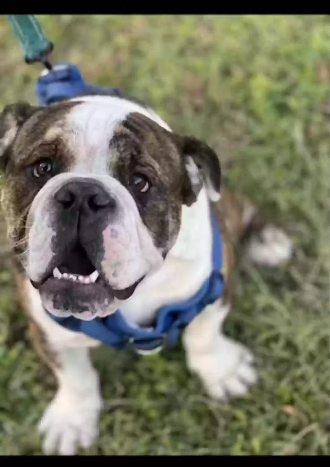 Lost dog in Houston, TX, 77080