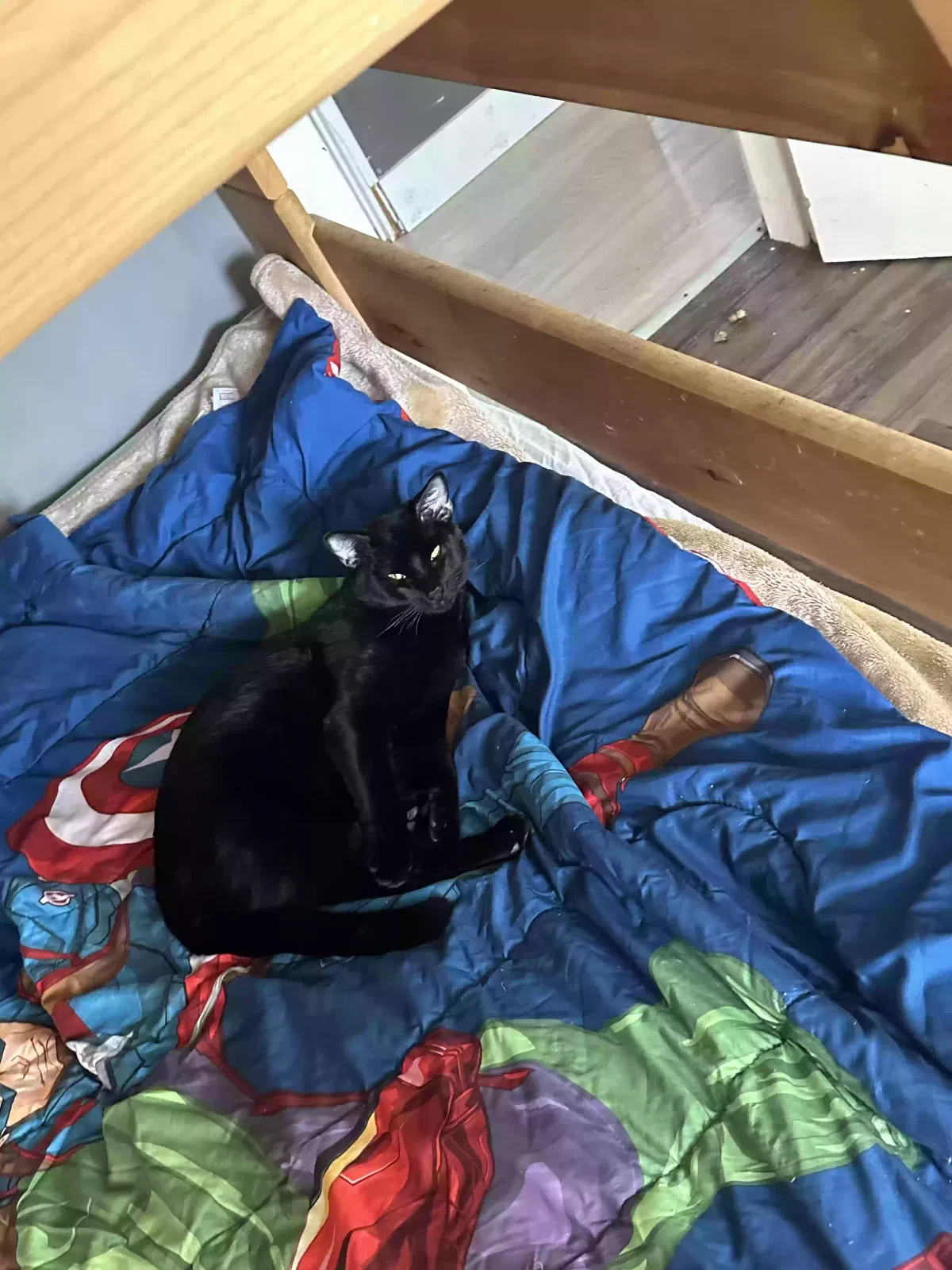 Lost cat in Denver, CO, 80234
