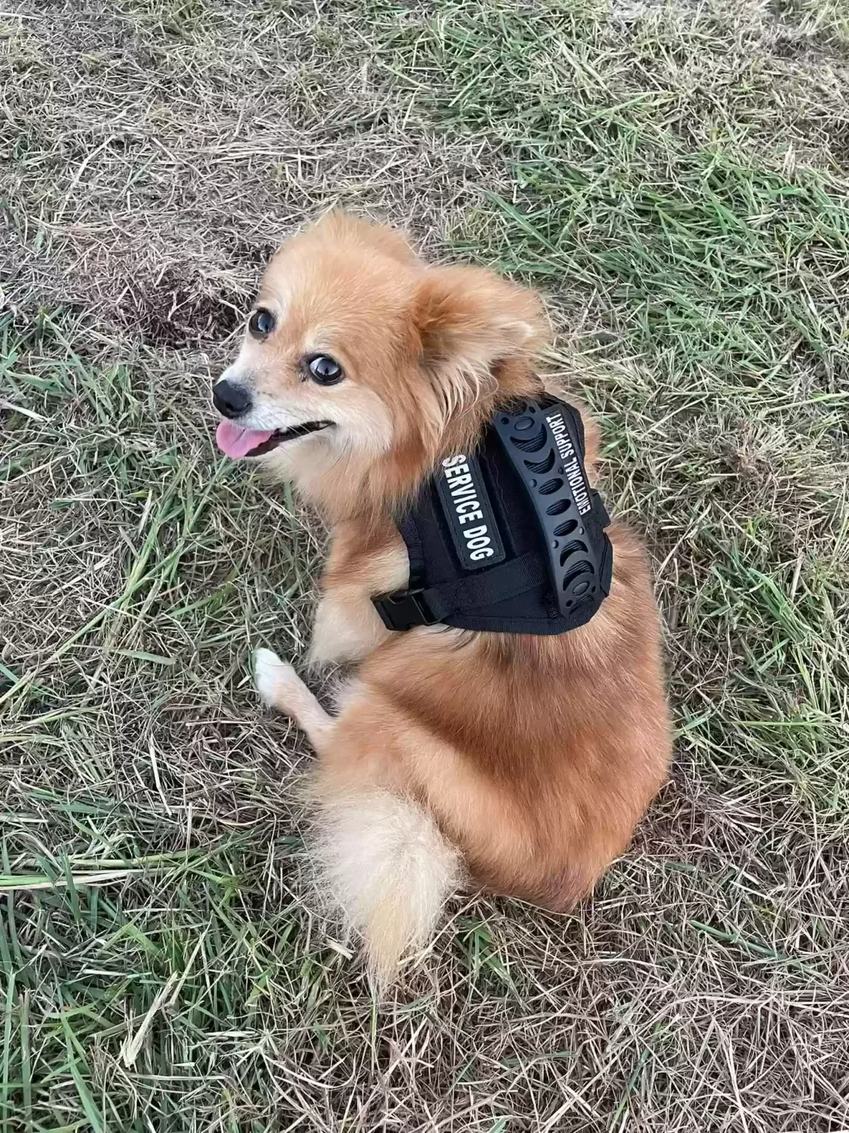 Lost dog in Leonard, TX, 75452