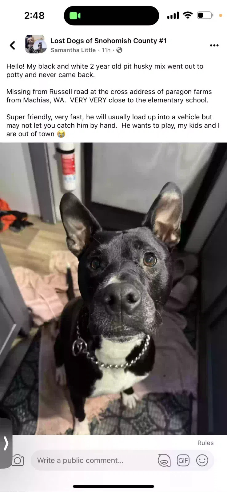 Lost dog in Snohomish, WA, 98290