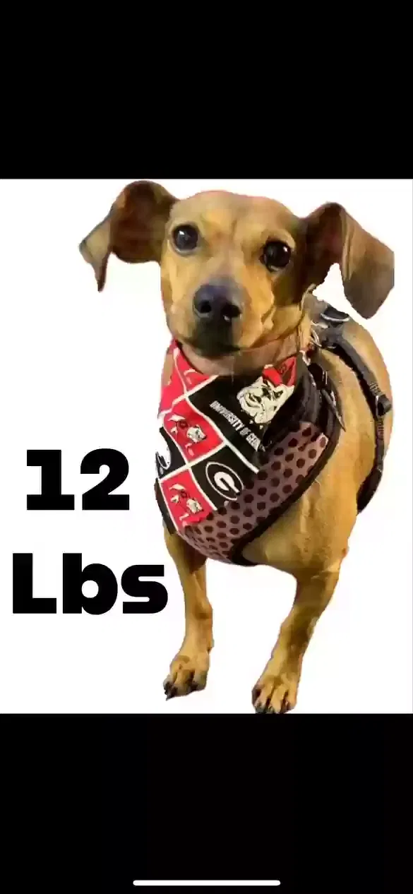 Lost dog in Dalton, GA, 30721