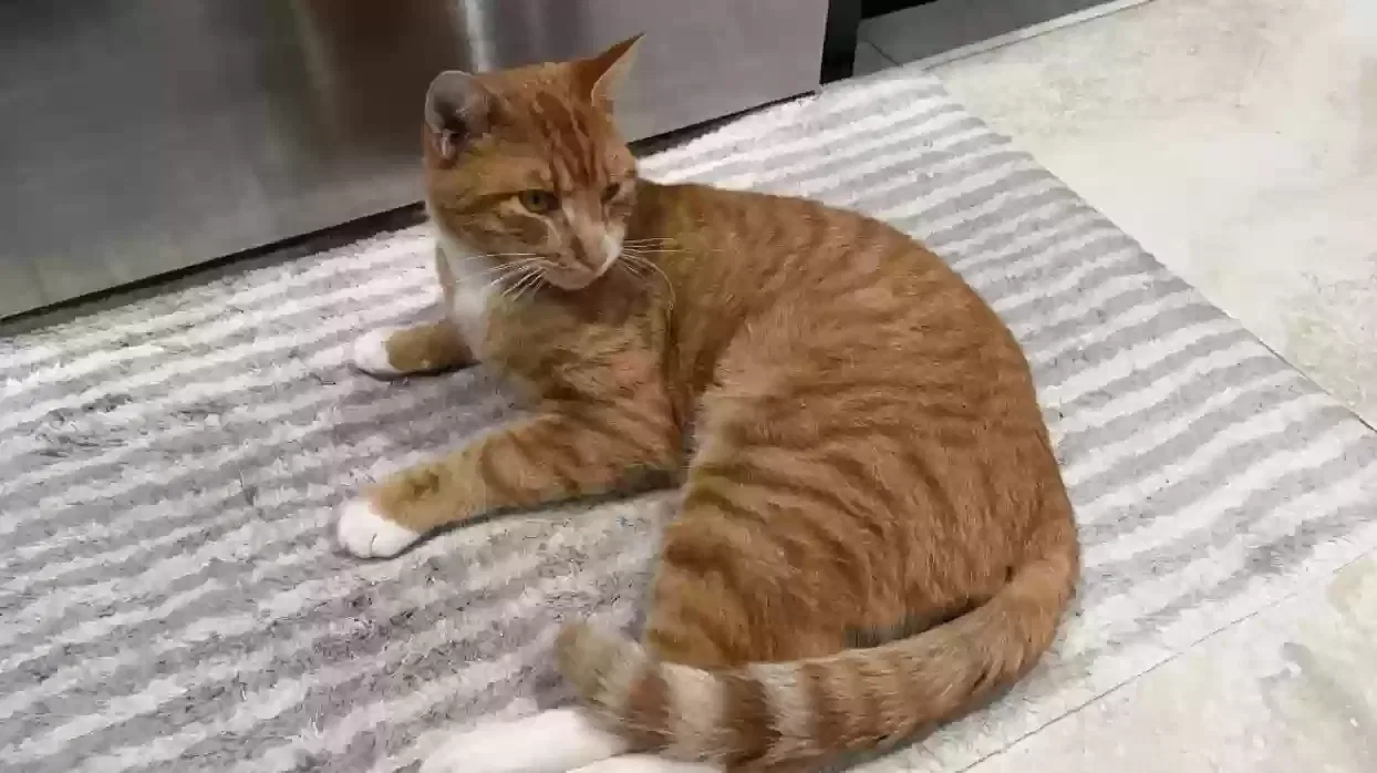 Lost cat in Balch Springs, TX, 75180