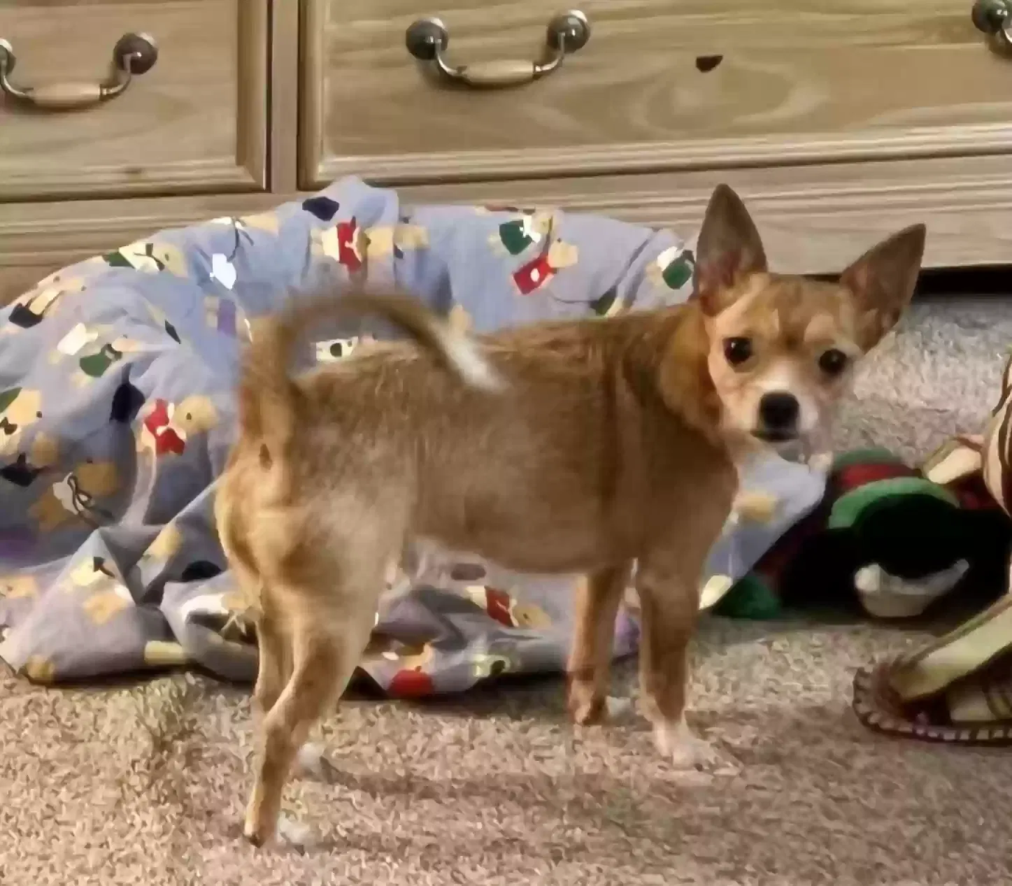 Lost dog in Kent, WA, 98031