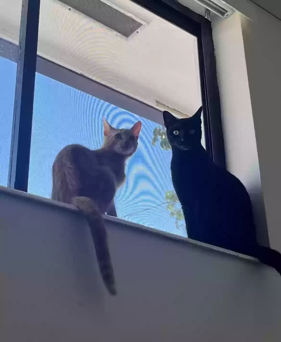 Lost cat in Hallandale, FL, 33009