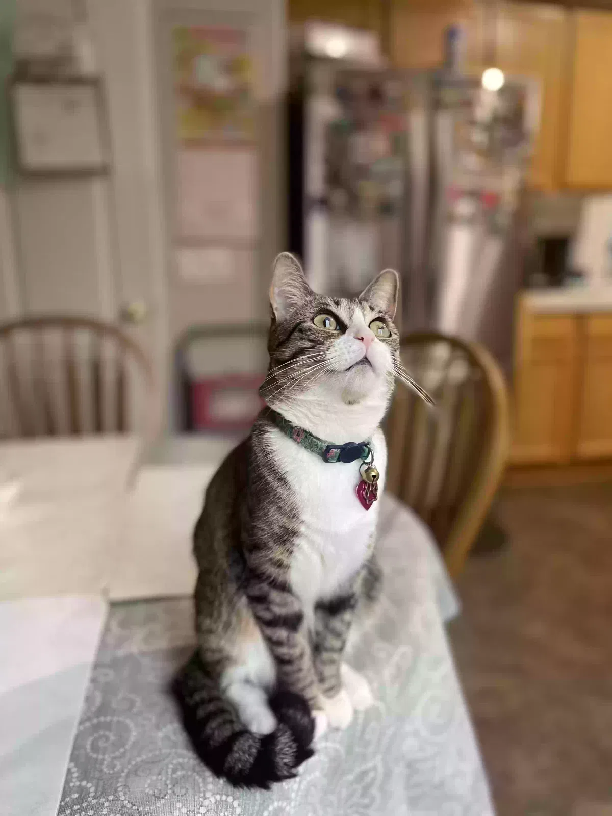 Lost cat in Perris, CA, 92571