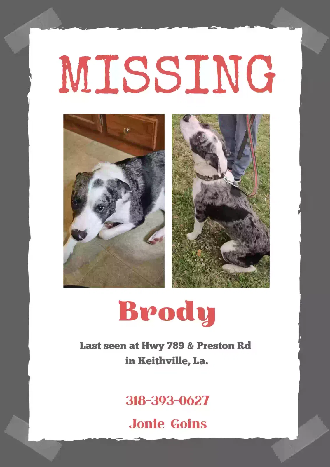 Lost dog in Keithville, LA, 71047