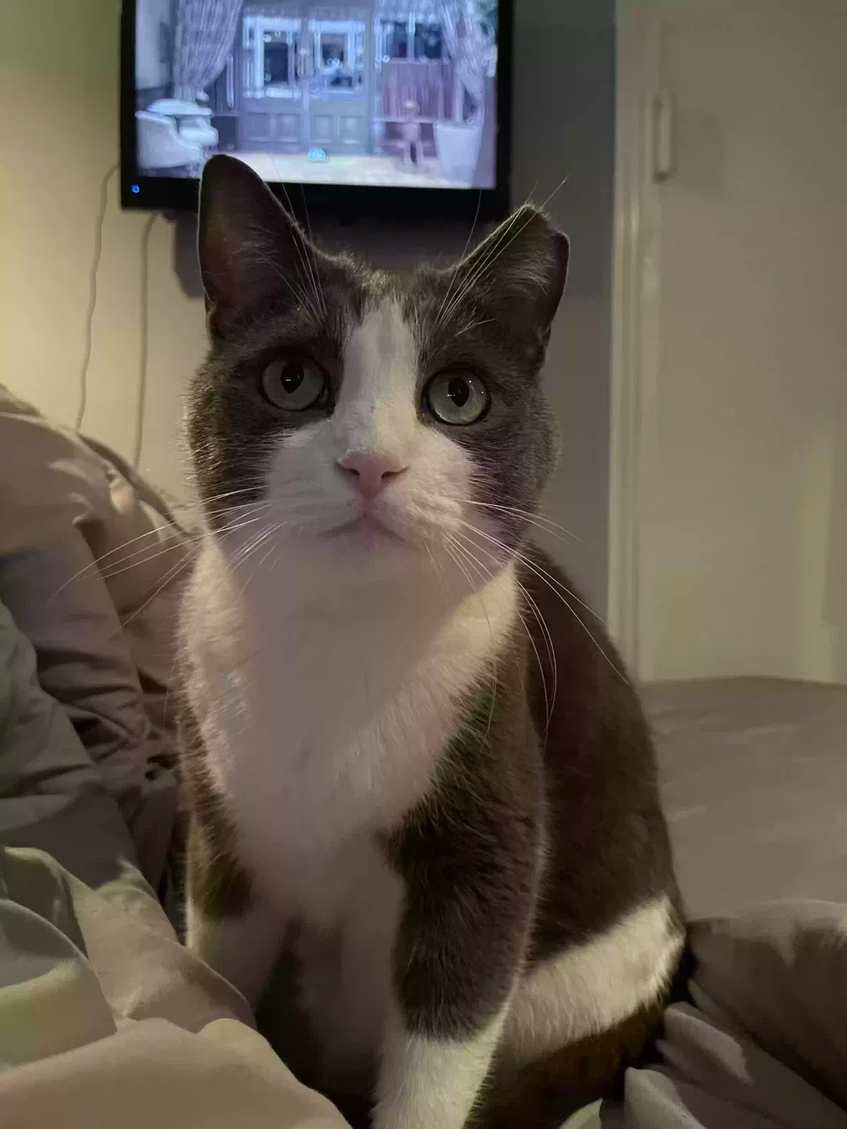 Lost cat in Staten Island, NY, 10314