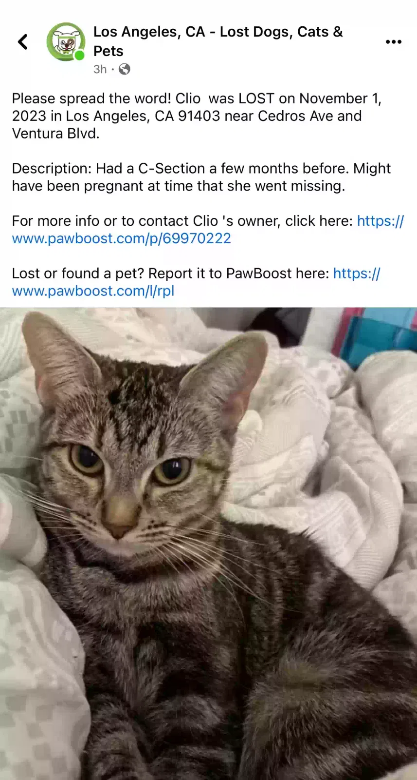 Lost cat in Sherman Oaks, CA, 91403