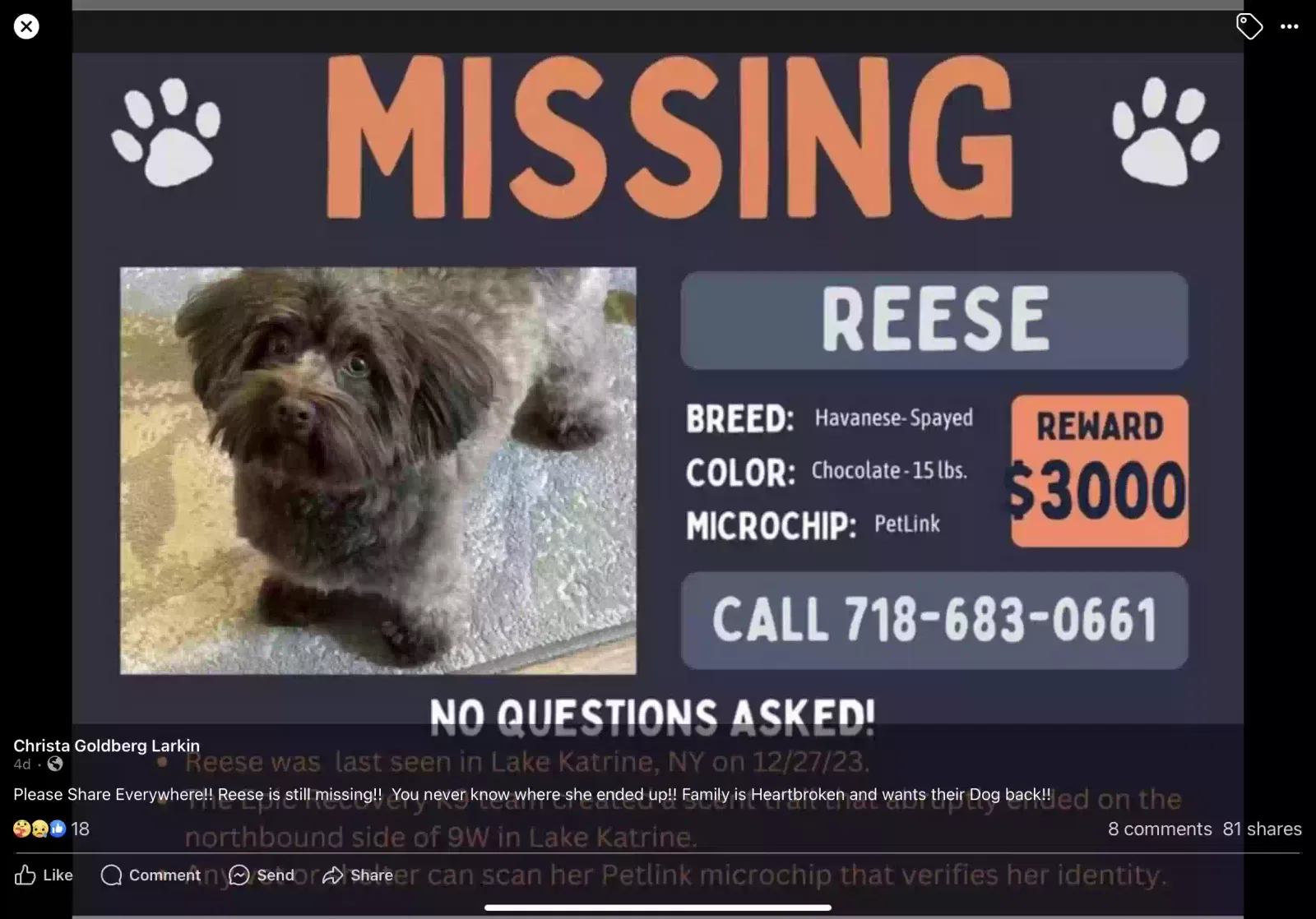 Lost dog in Germantown, NY, 12526