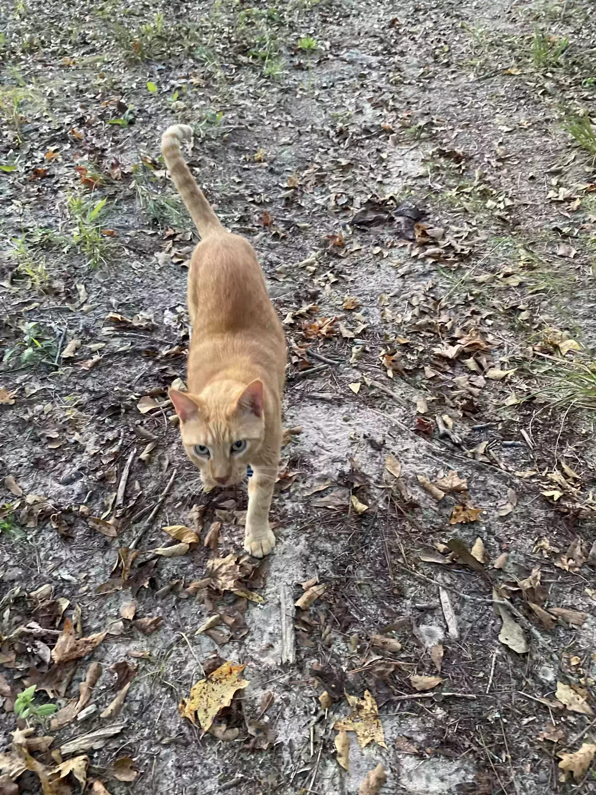 Lost cat in Blythe, GA, 30805