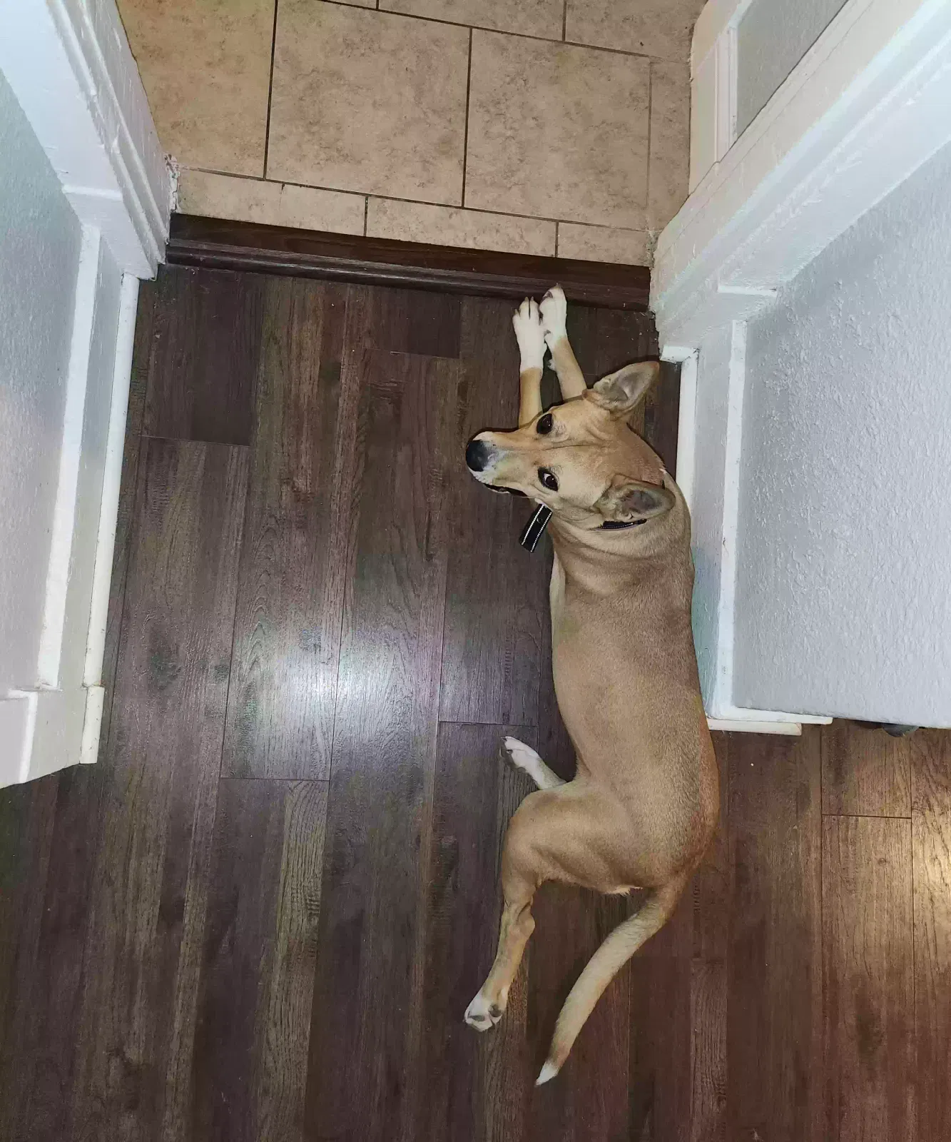 Lost dog in Saint Louis, MO, 63121