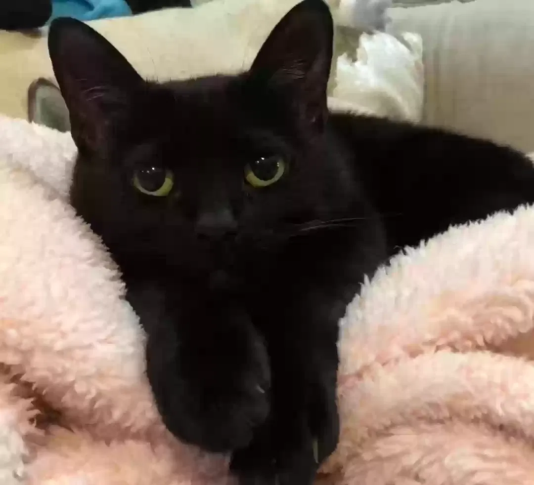 Found cat in New River, AZ, 85087