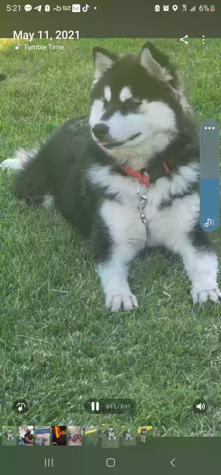 Lost dog in Modesto, CA, 95354