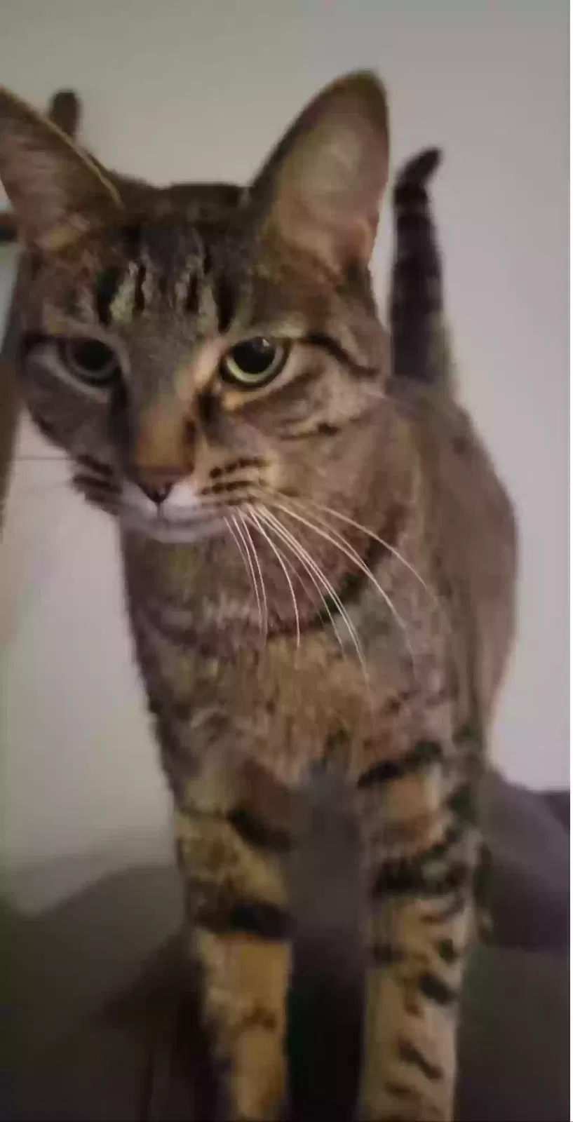 Lost cat in Ruskin, FL, 33570