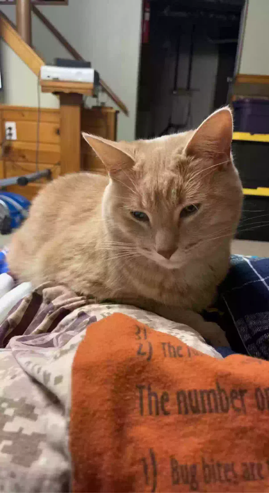 Lost cat in Wyoming, MI, 49519