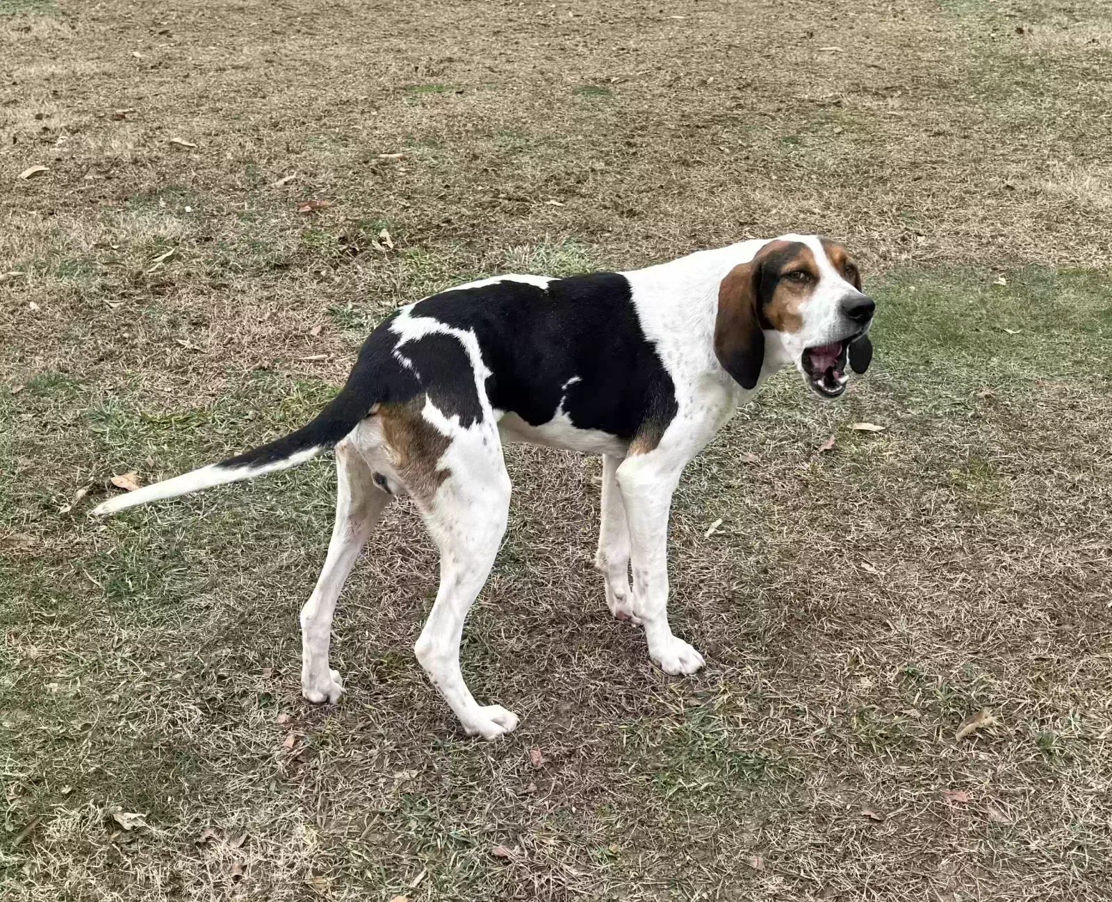 Lost dog in Burgettstown, PA, 15021