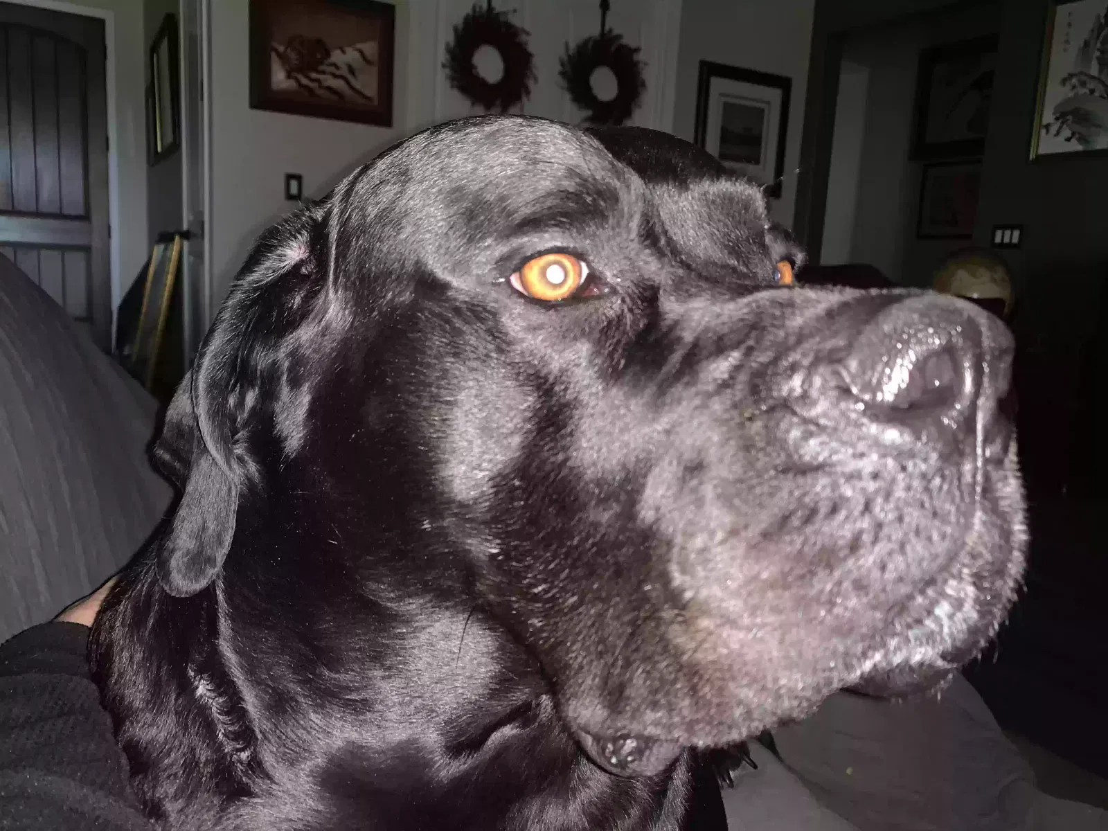 Found dog in Prescott Valley, AZ, 86315