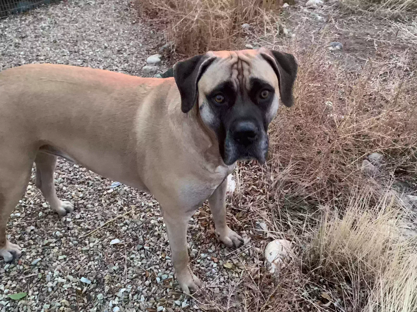 Found dog in Prescott Valley, AZ, 86315