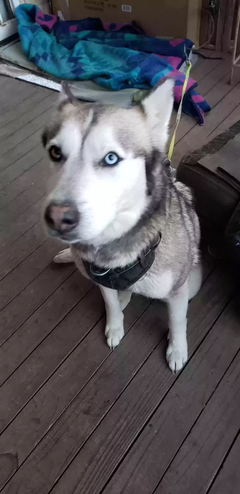 Found dog in Birmingham, AL, 35235