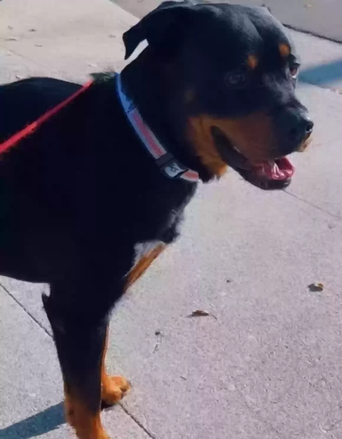 Lost dog in Pasadena, CA, 91106