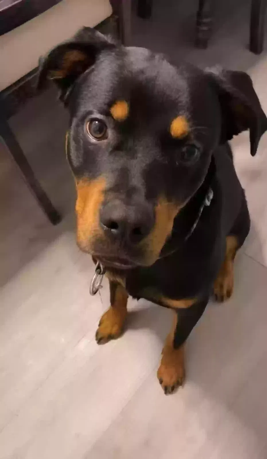 Lost dog in Pasadena, CA, 91106
