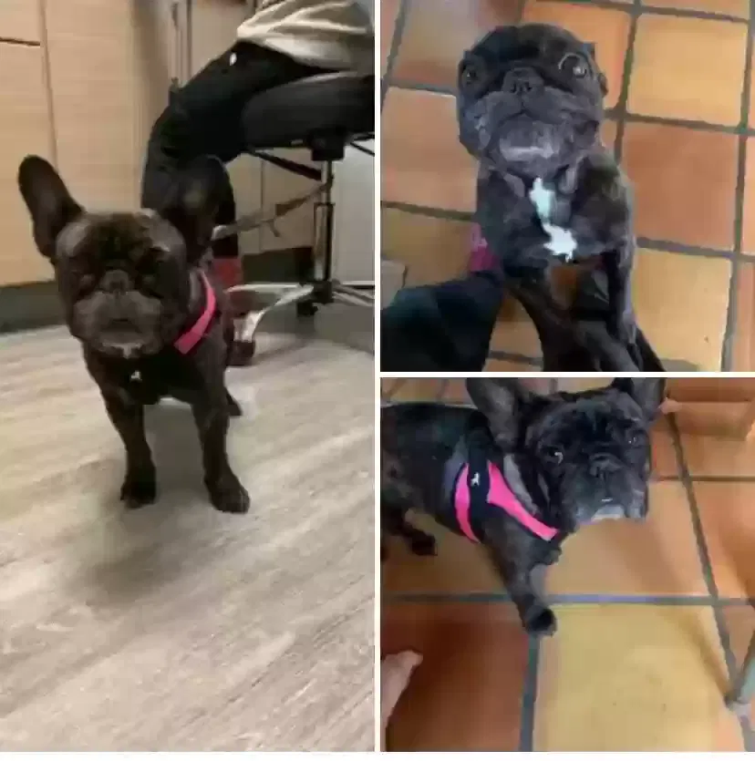 Lost dog in Berkeley, CA, 94705