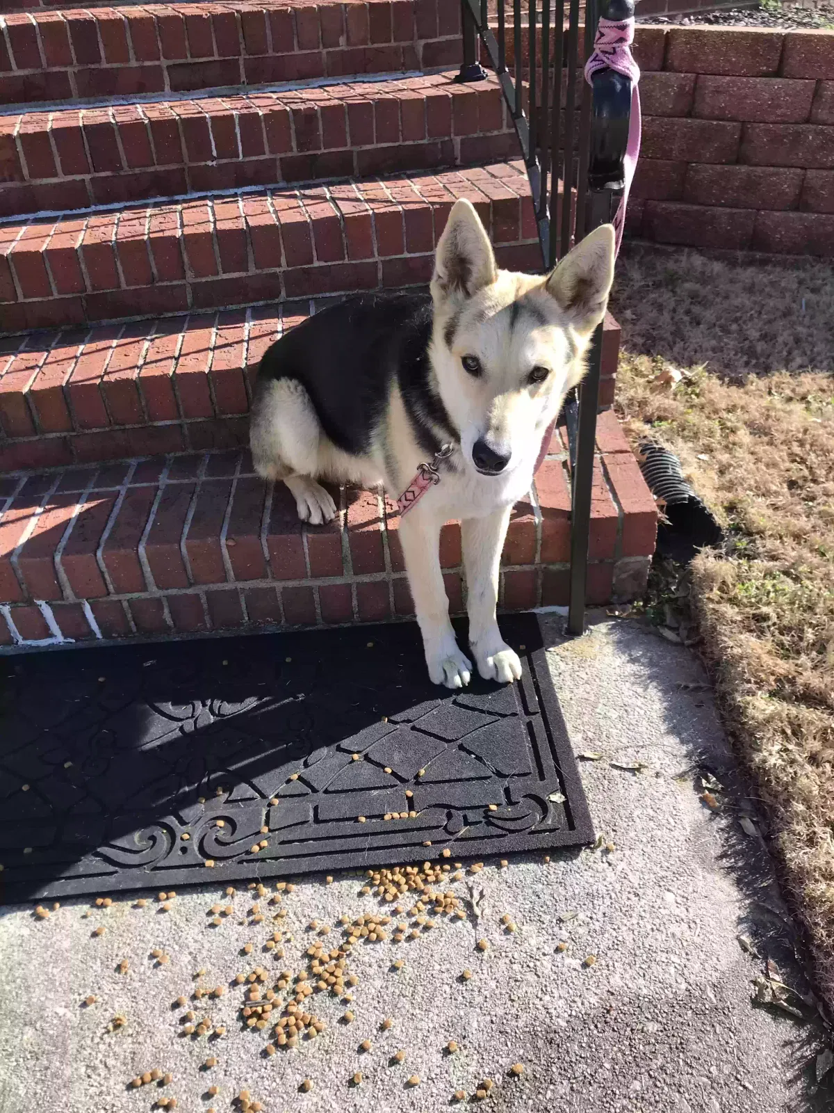 Found dog in Duluth, GA, 30096