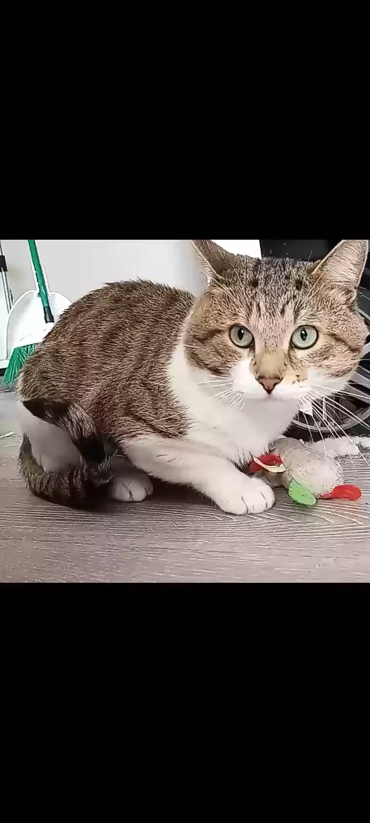 Lost cat in Adelanto, CA, 92301