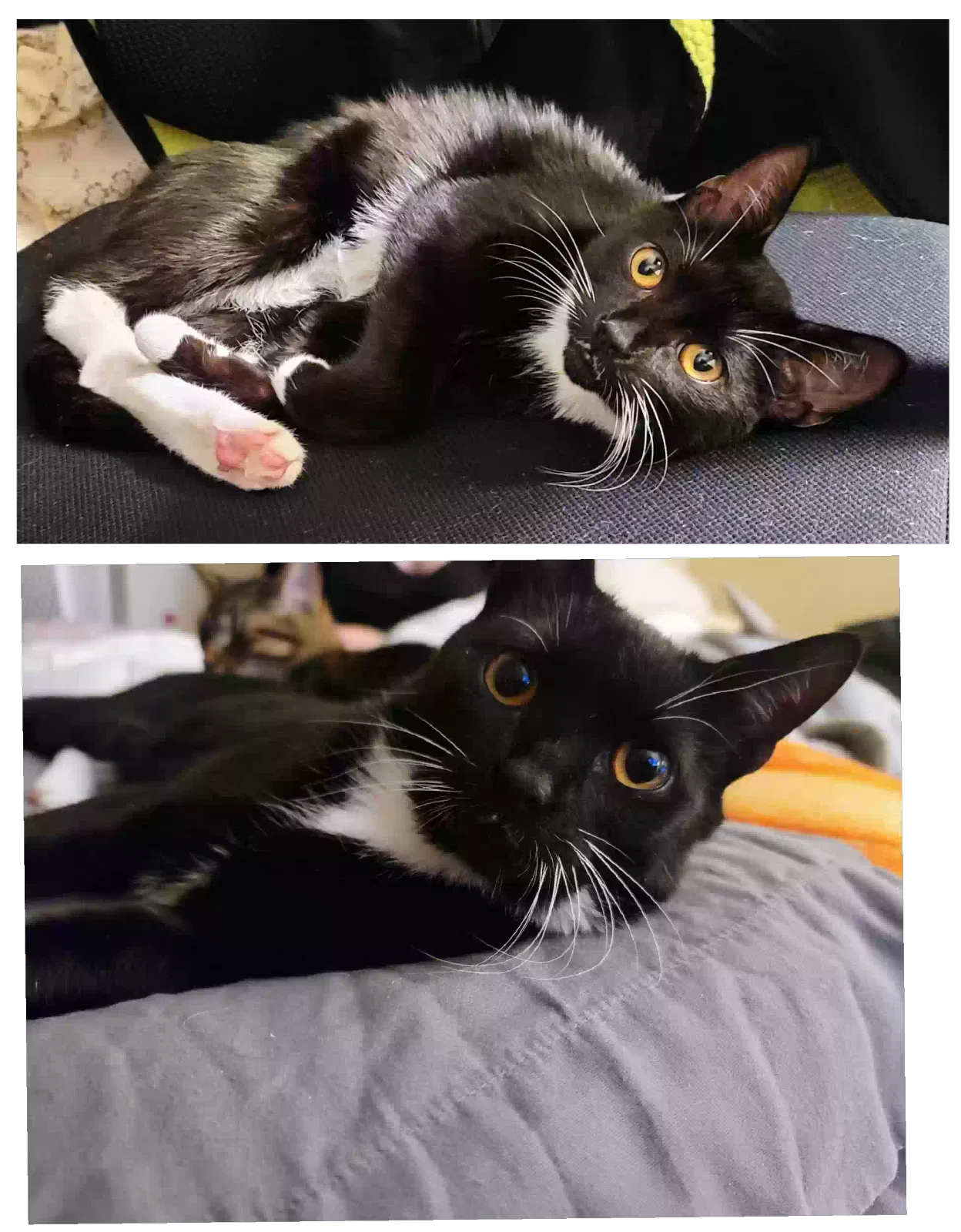 Lost cat in Salisbury, NC, 28147