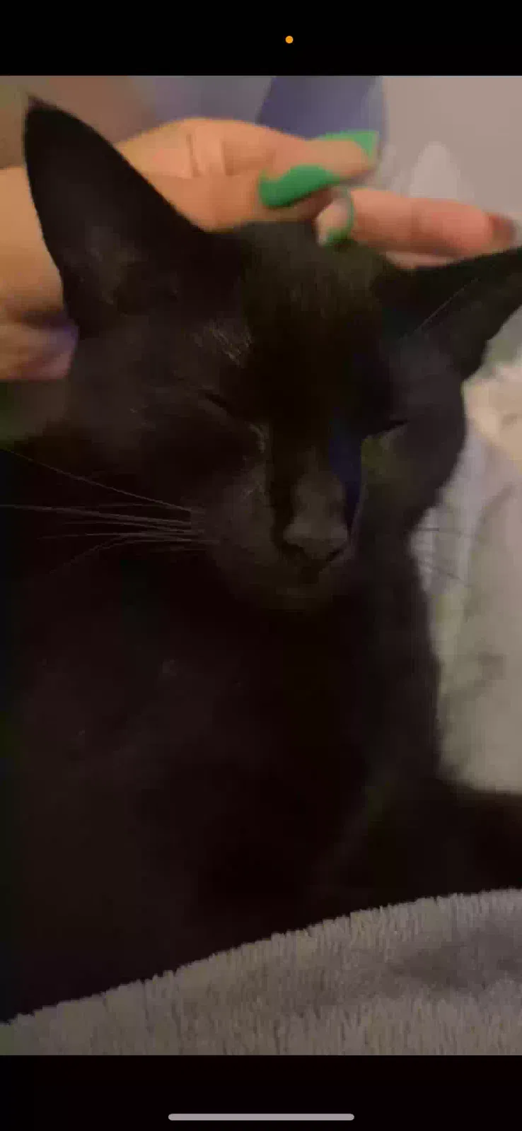 Lost cat in New Orleans, LA, 70116