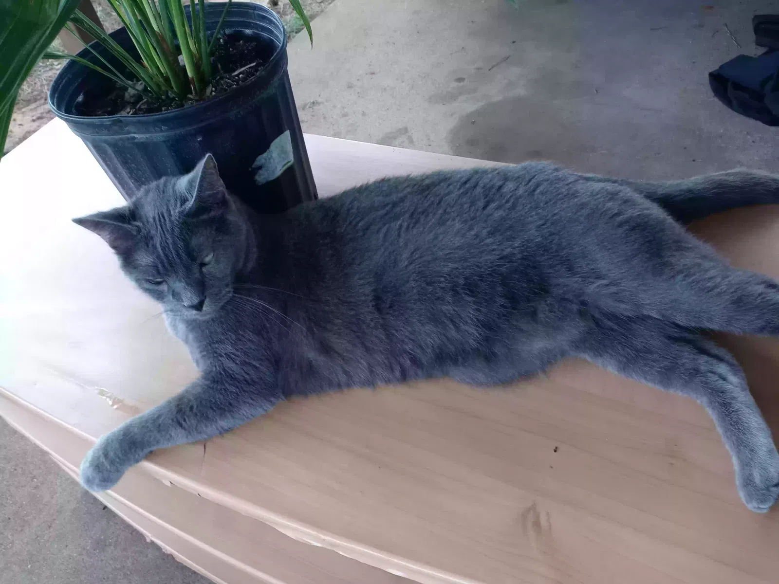 Lost cat in Arlington, TX, 76006