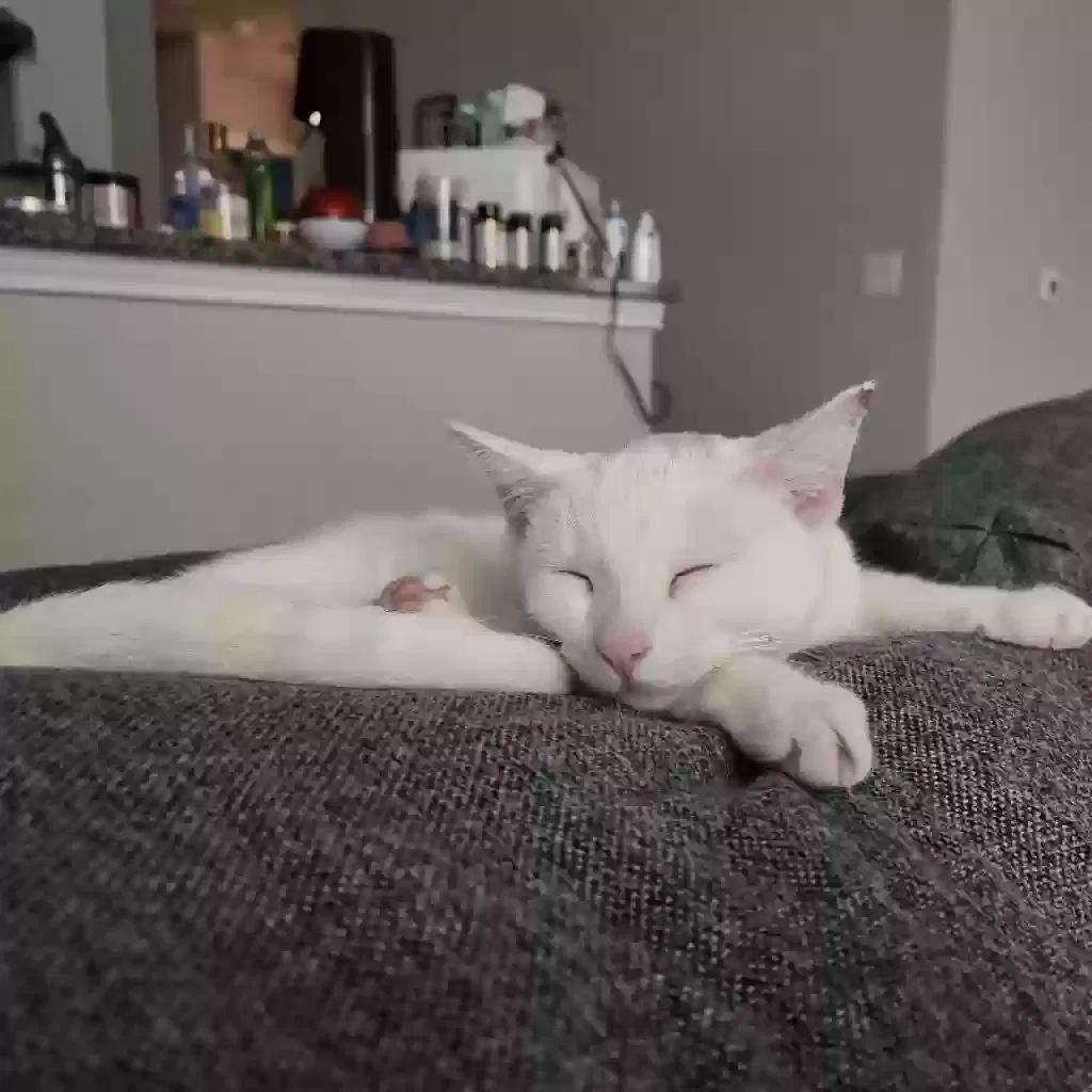 Lost cat in San Antonio, TX, 78228