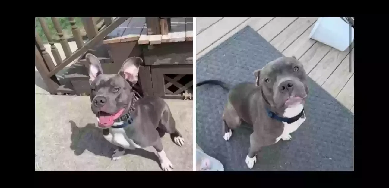 Lost dog in Cleveland, OH, 44118