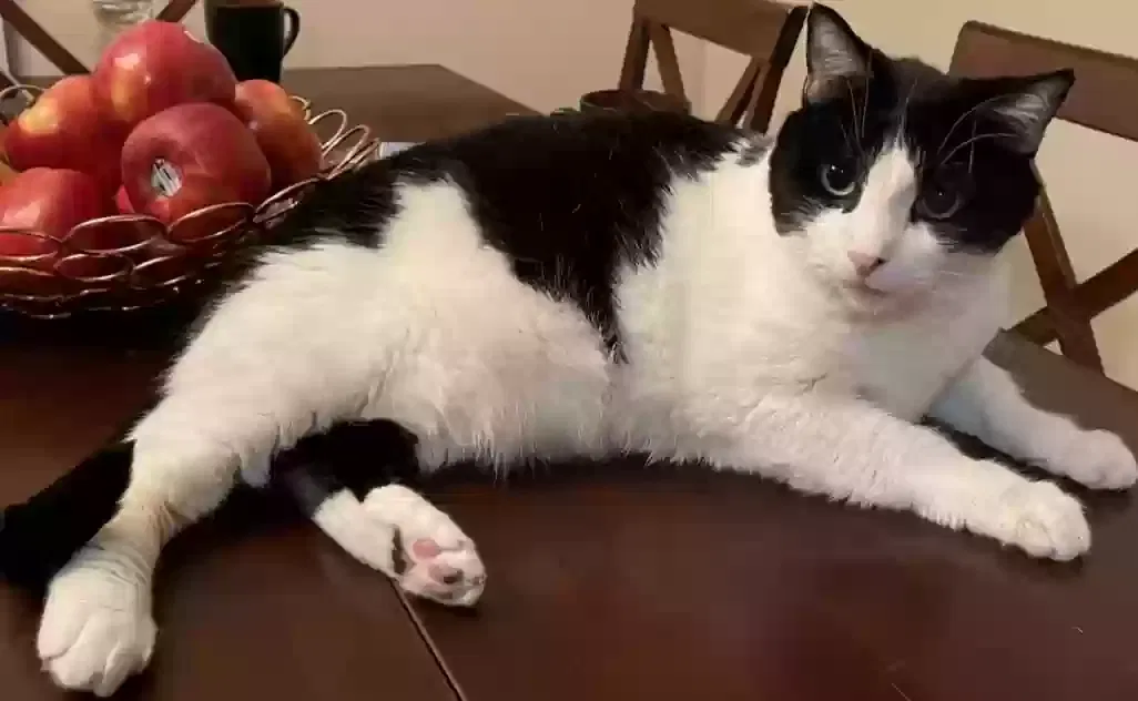 Lost cat in Whitewater, CA, 92282