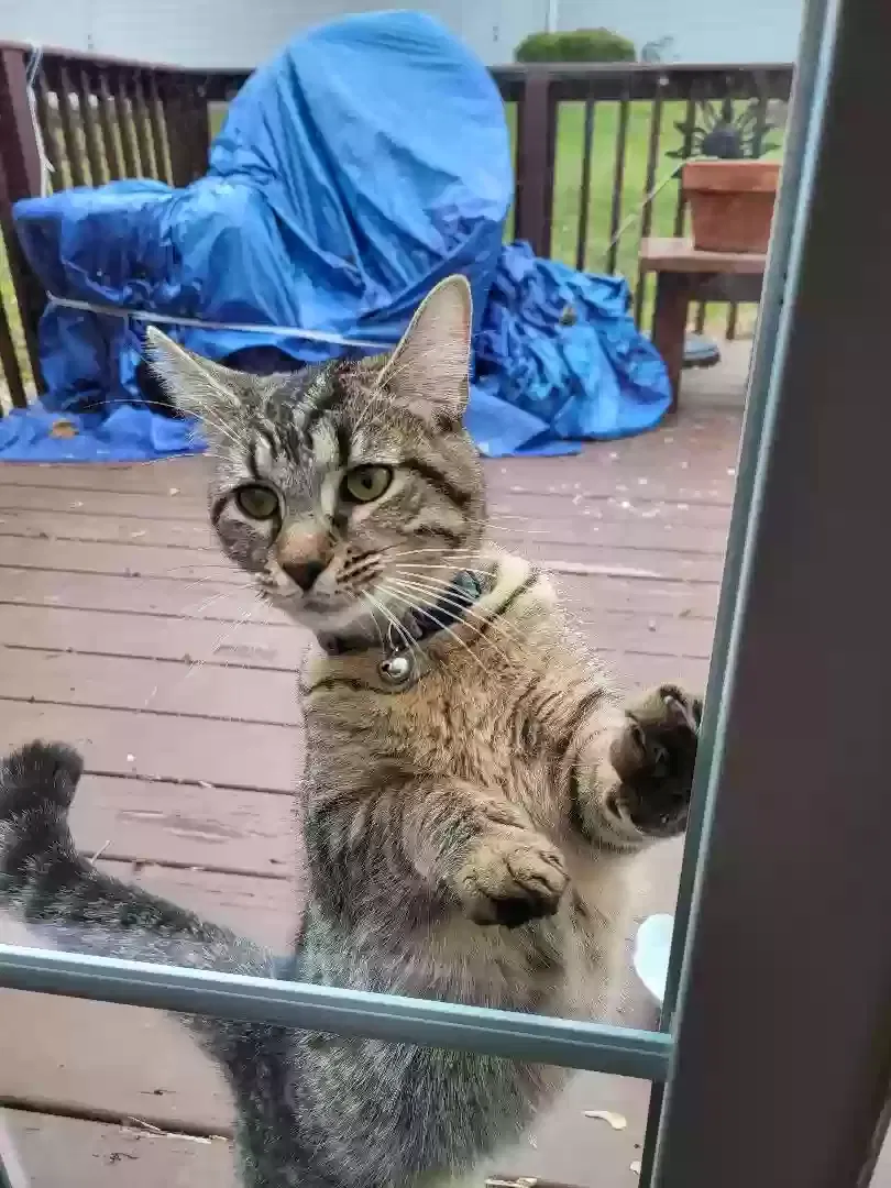Found cat in Cuyahoga Falls, OH, 44223