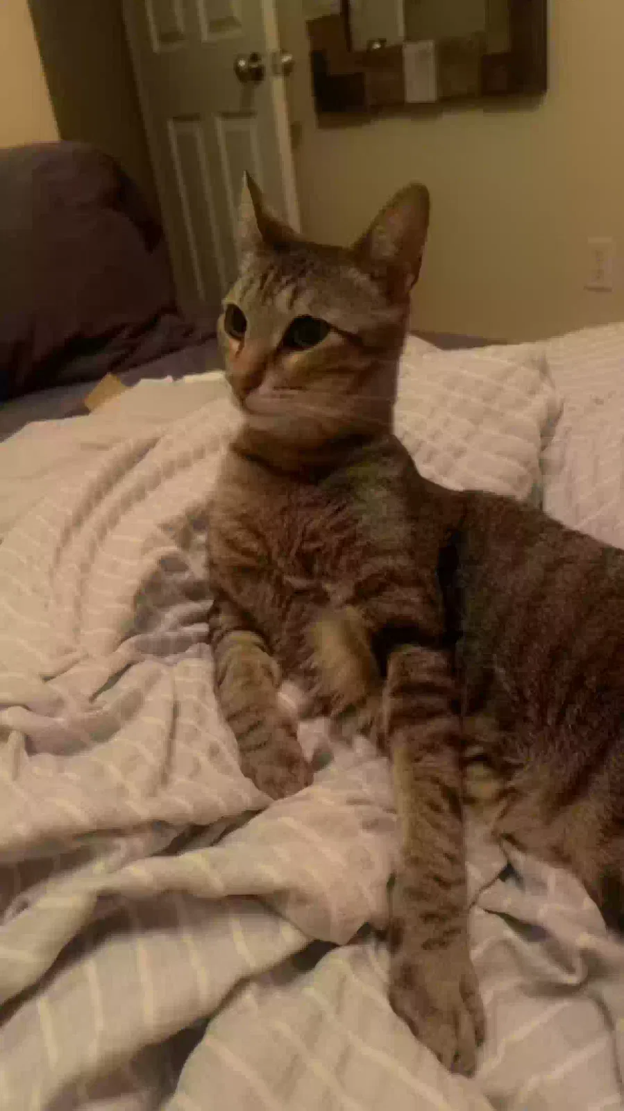 Lost cat in Keller, TX, 76244
