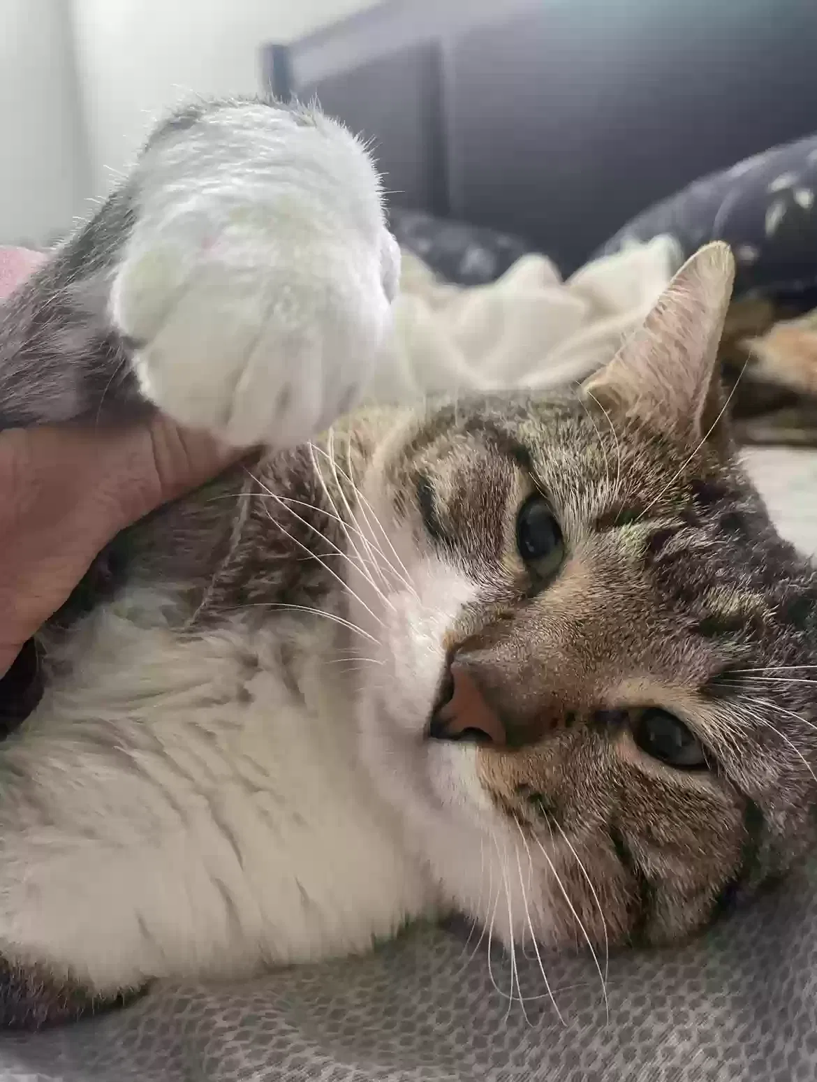 Lost cat in Arlington, TX, 76002