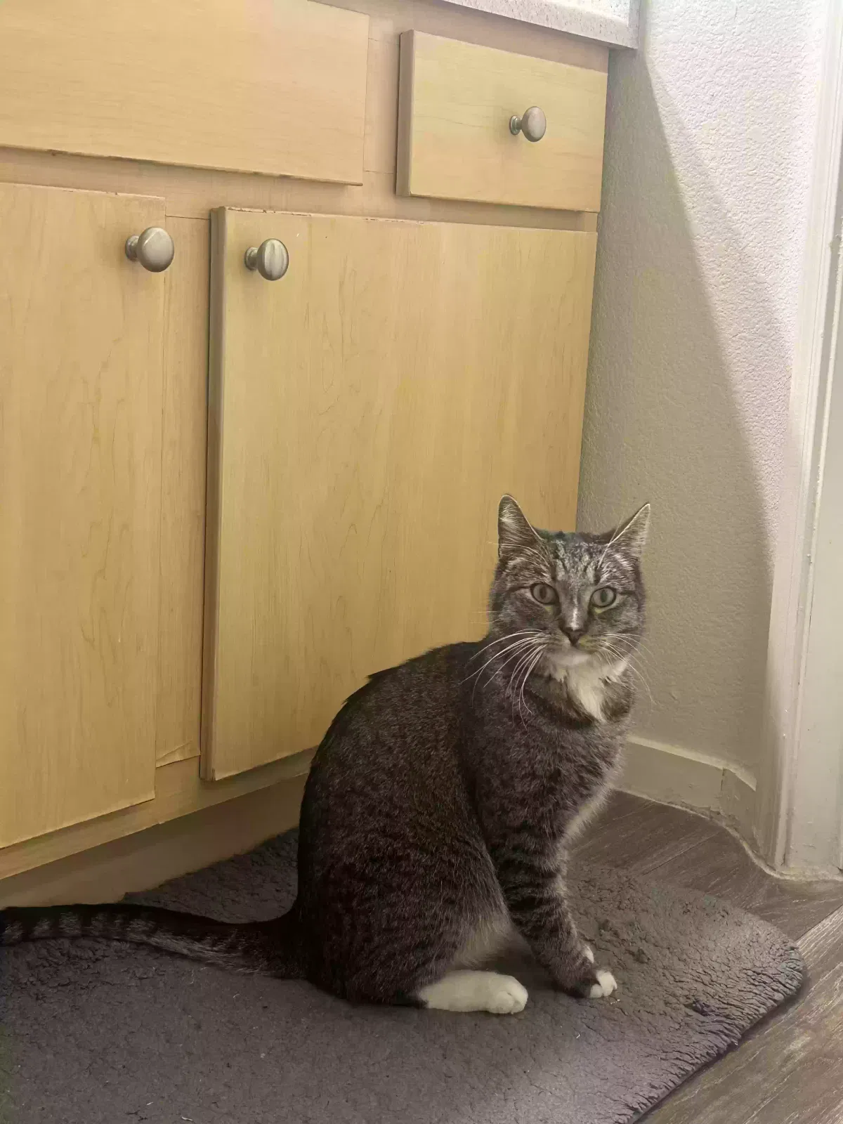 Lost cat in Las Vegas, NV, 89183