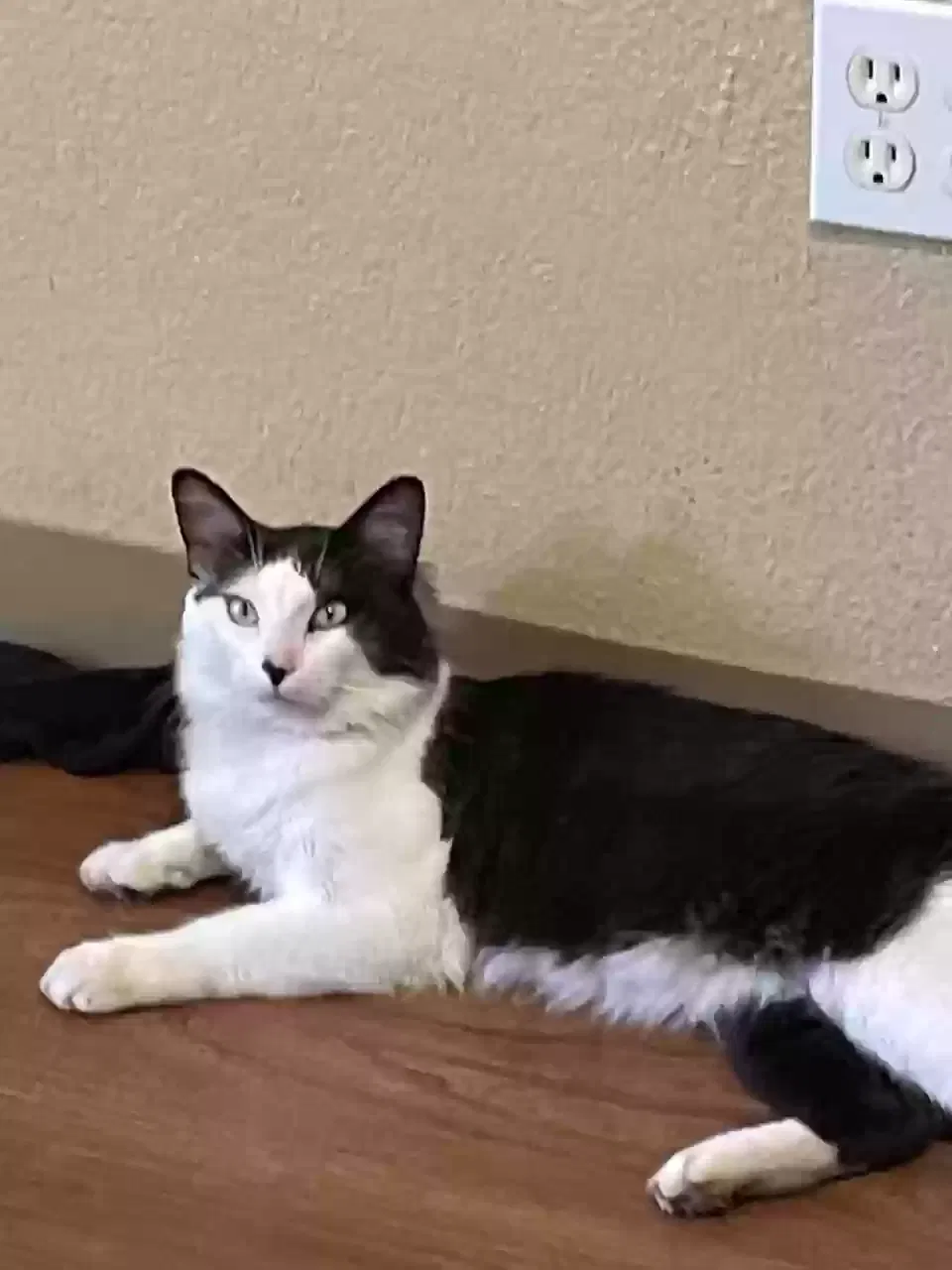 Lost cat in Littleton, CO, 80120