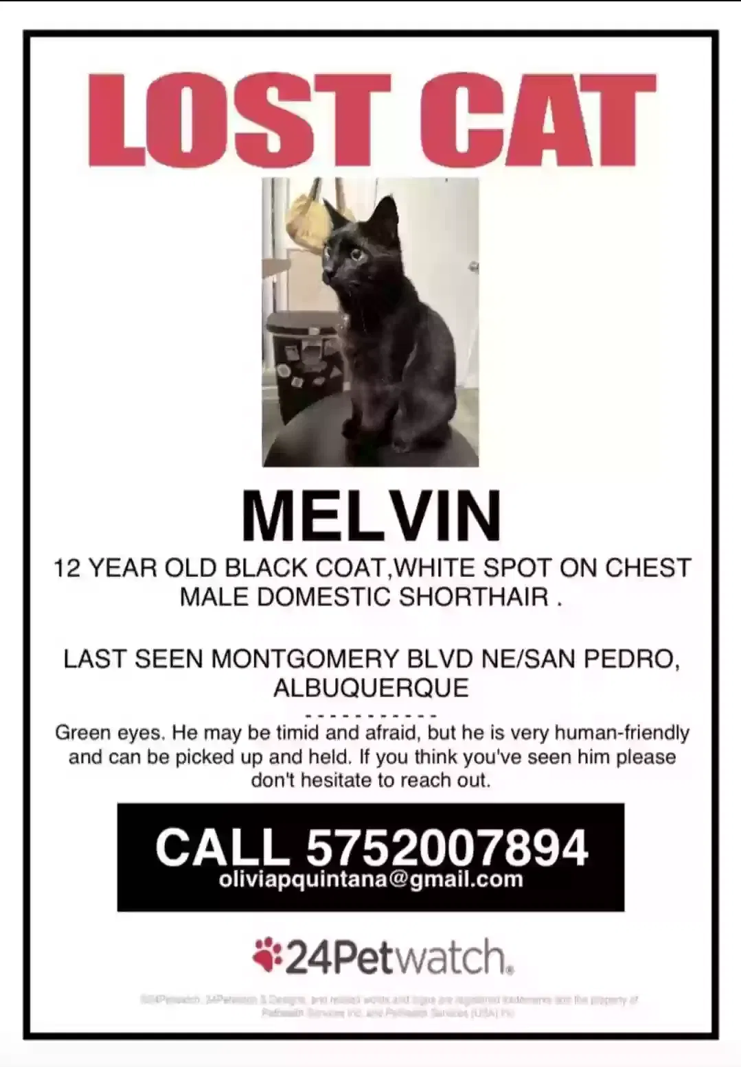 Lost cat in Albuquerque, NM, 87109