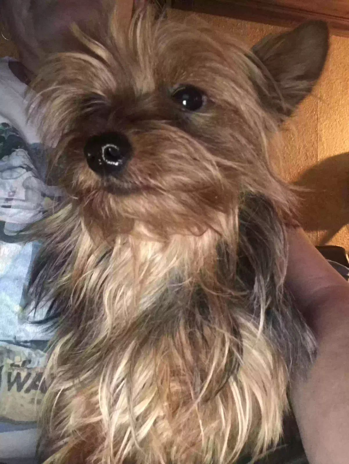 Lost dog in Vacaville, CA, 95687