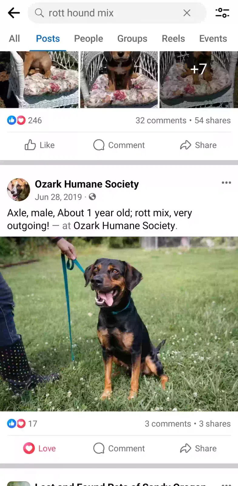 Lost dog in Harrison, AR, 72601