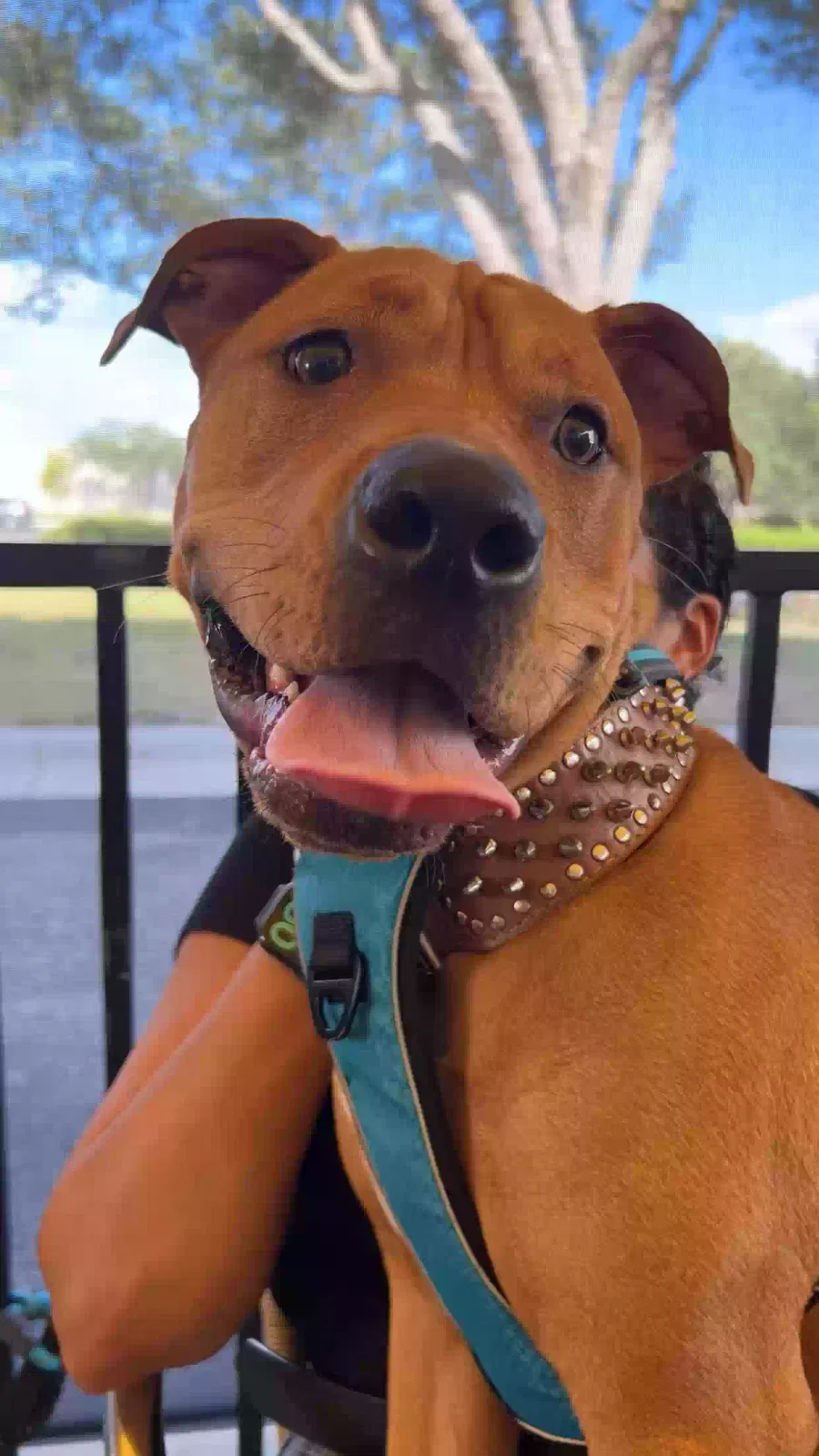 Lost dog in Brandon, FL, 33511