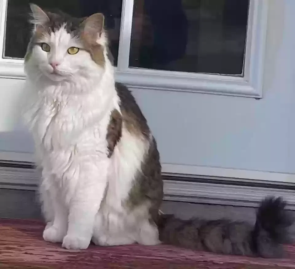 Lost cat in Lucerne Valley, CA, 92356